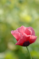 One Single Poppy Blooming