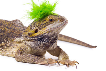Bearded Dragon Lizard With Mohawk