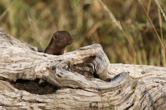 S&uuml;dliche Zwergmanguste / Dwarf mongoose / Helogale parvula