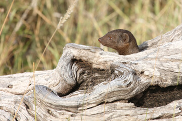 Südliche Zwergmanguste / Dwarf mongoose / Helogale parvula