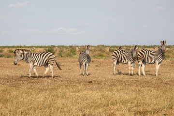 Naklejka premium Steppenzebra / Burchell's zebra / Equus quagga burchellii