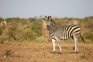 Steppenzebra / Burchell's zebra / Equus quagga burchellii