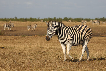 Naklejka premium Steppenzebra / Burchell's zebra / Equus quagga burchellii