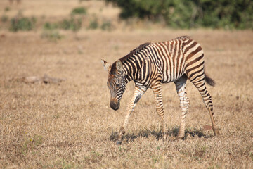 Steppenzebra / Burchell's zebra / Equus quagga burchellii.
