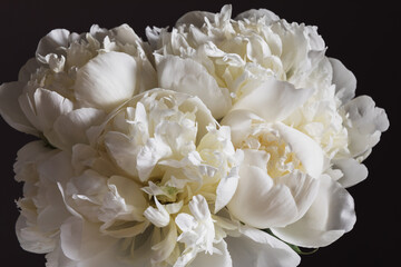 Close up of a white peony bloom. A detailed close-up shot of a white peony flower, showcasing the delicate beautifull petals with soft light. Creamy texture, pastel neutral color, dark background.