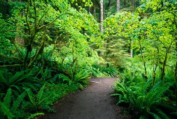 Obraz premium Forest Trail