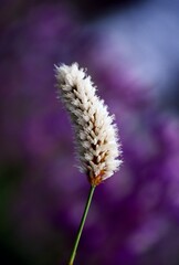 Close-Up Of A Flower Blossom