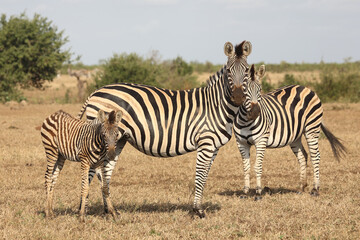 Steppenzebra / Burchell's zebra / Equus quagga burchellii.