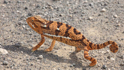 Lappenchamäleon / Flap-necked chameleon / Chamaeleo dilepis.