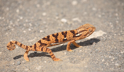 Lappenchamäleon / Flap-necked chameleon / Chamaeleo dilepis.