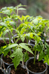 Growth of tomato seedlings in plastic glasses on a windowsill.