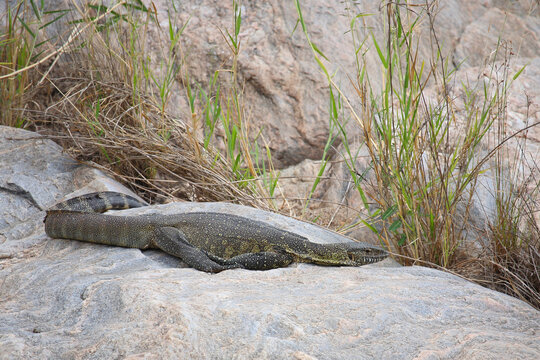 Nilwaran / Nile monitor / Varanus niloticus