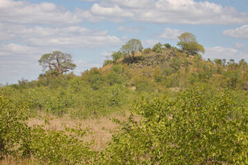 Affenbrotbaum am Bowerkop / Baobab at Bowerkop / Adansonia digitata