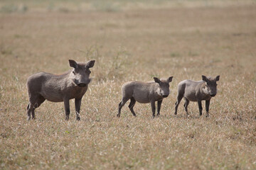 Warzenschwein / Warthog / Phacochoerus africanus..
