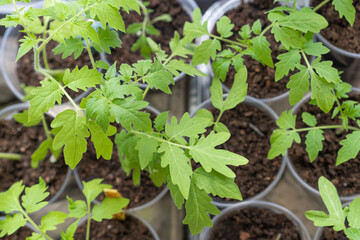 Growth of tomato seedlings in plastic glasses on a windowsill.