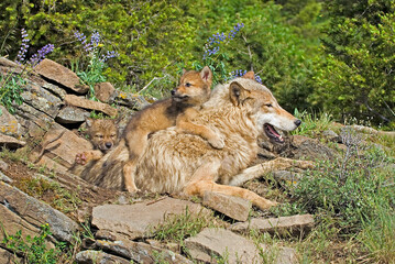 Wolf Cub And Mother At Den Site