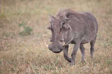 Warzenschwein / Warthog / Phacochoerus africanus
