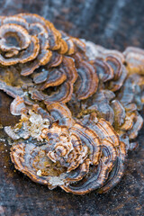 Close up view of dried Turkey tail mushroom on a tree.