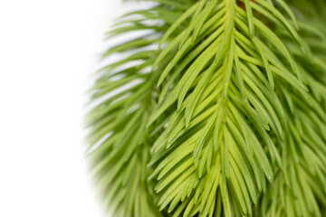 Close up view of Coniferous tree branch on white background.