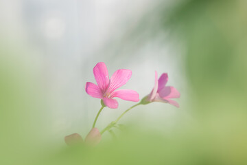 Close up view of Oxalis articulata pink flowers , shallow depth of field.