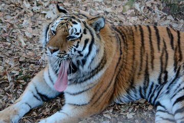 Yawning Siberian Tiger Laying On Fallen Leaves