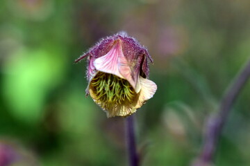 Welkende Blüte eines Bach-NelkenwurzWelkende Blüte eines Bach-Nelkenwurz