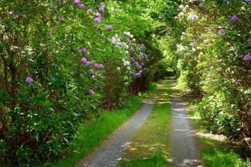 Road Through Trees, Ireland