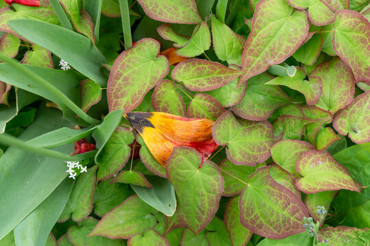 close-up field of epimedium and old tulip petals