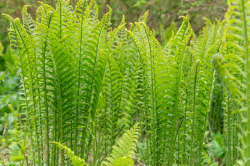 selective focus on common garden ferns in spring on an overcast day
