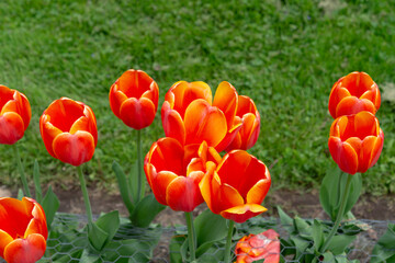 orange tulips and grass in spring