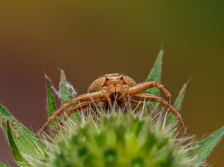 Braune Krabbenspinne (Xysticus cristatus) weiblich