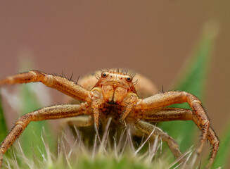 Braune Krabbenspinne (Xysticus cristatus) weiblich