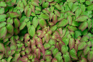close-up field of epimedium also known as barrenwort leaves in spring