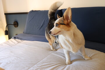 Fototapete bei efototapeten.de bestellen   