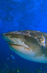 Tiger Shark