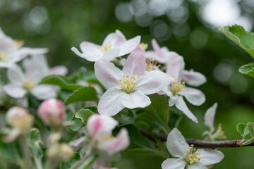 Fototapeta premium intimate close-up of apple blossoms and leaves on a defocused background