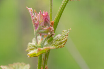 vine shoot on a heavily defocused background