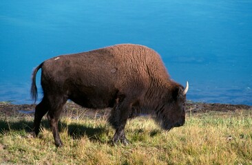 Bison