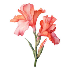 Canna, Tropical Flower Illustration. Watercolor Style. AI Generated