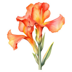 Canna, Tropical Flower Illustration. Watercolor Style. AI Generated