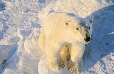 Polar Bear