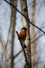 Bullfinch