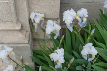 light periwinkle irises in bloom by a stone wall on an overcast day