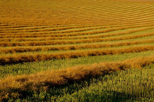 Rows Of Canola Windrows