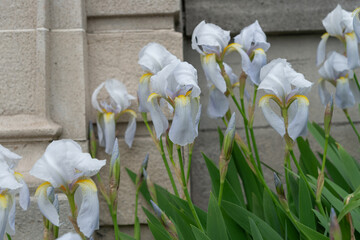 light periwinkle irises in bloom by a stone wall on an overcast day