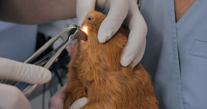 A veterinarian examines the teeth in a guinea pig's mouth. Guinea pig undergoing a preventive examination at the veterinarian for trimming of long teeth. Guinea pig concept at the vet.