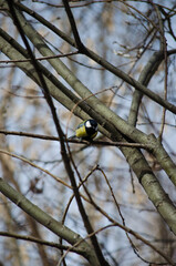 Titmouse on a branch