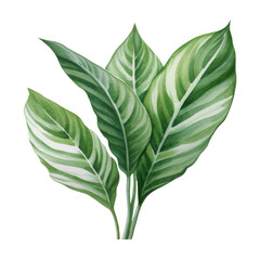 Chinese Evergreen, Tropical Leaf Illustration. Watercolor Style. AI Generated