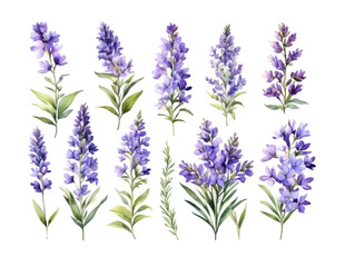 Watercolor set of lavender flowers. Colorful illustration.