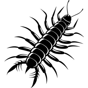 black centipede crawling on white background clip art preview
